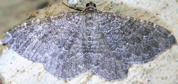 Geometridae ma quale? Cataclysme riguata